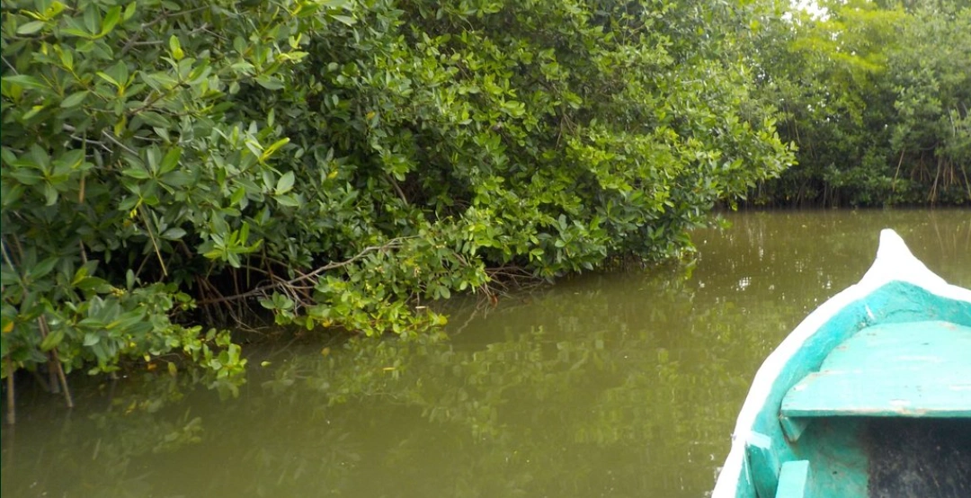 Paseo por los Manglares